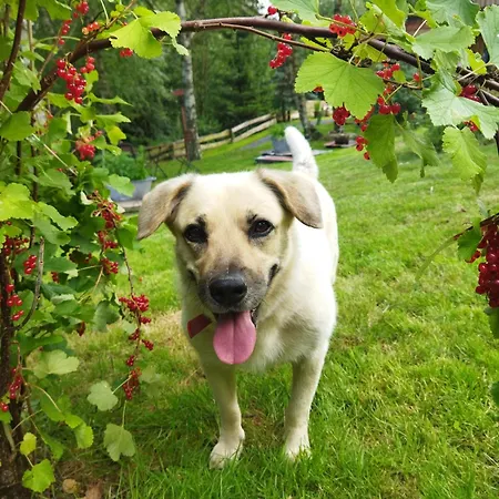 Teosiowo Alpesi faház Pobiedna
