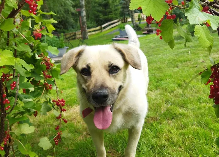 Teosiowo 샬레 포비에드나