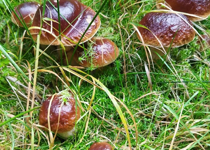 샬레 Teosiowo 포비에드나